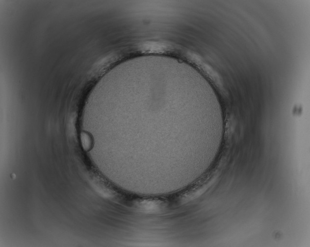 X0000100330209200807031242