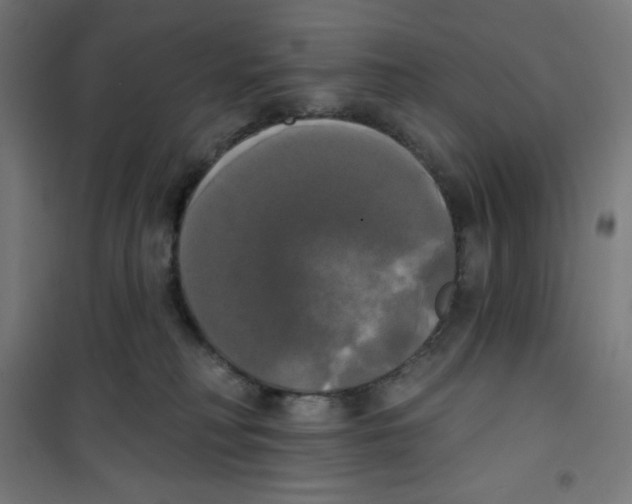 X0000100330230200807031242