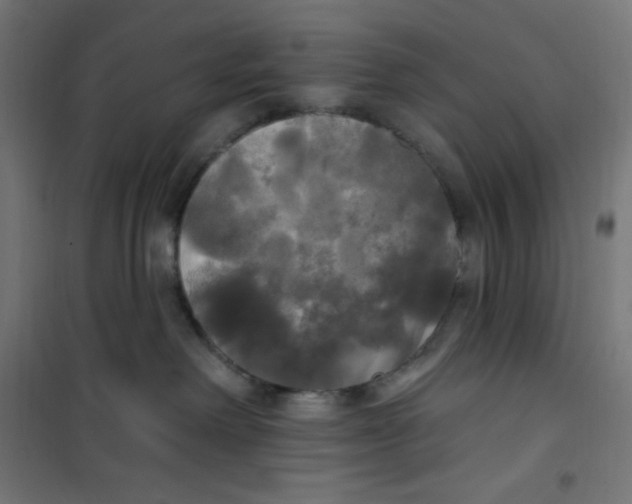 X0000100330238200807031242