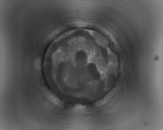 X0000100330257200807031241