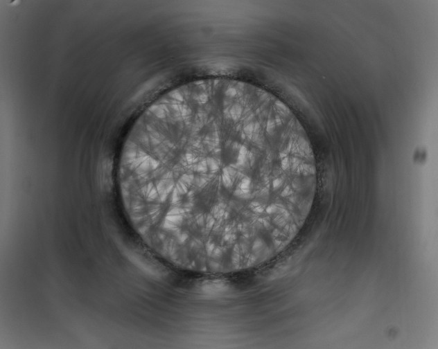 X0000100330262200807031241