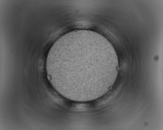 X0000100330268200807031242