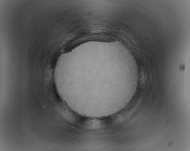 X0000100330276200807031242