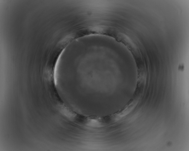 X0000100330285200807031242