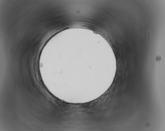 X0000100330289200807031241