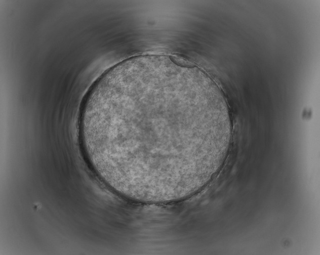 X0000100330290200807031241