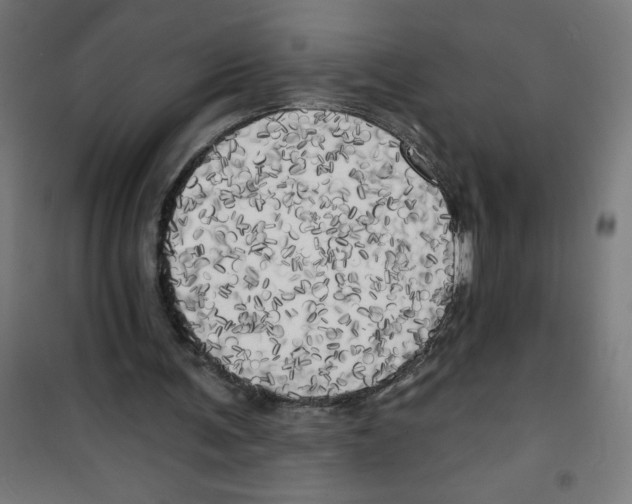 X0000100330291200807031241