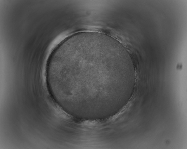 X0000100330294200807031241