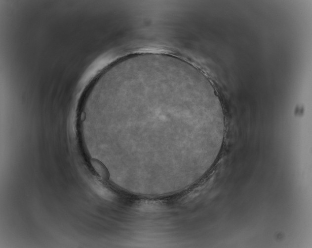 X0000100330296200807031241