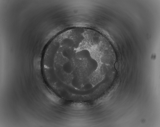 X0000100330299200807031241