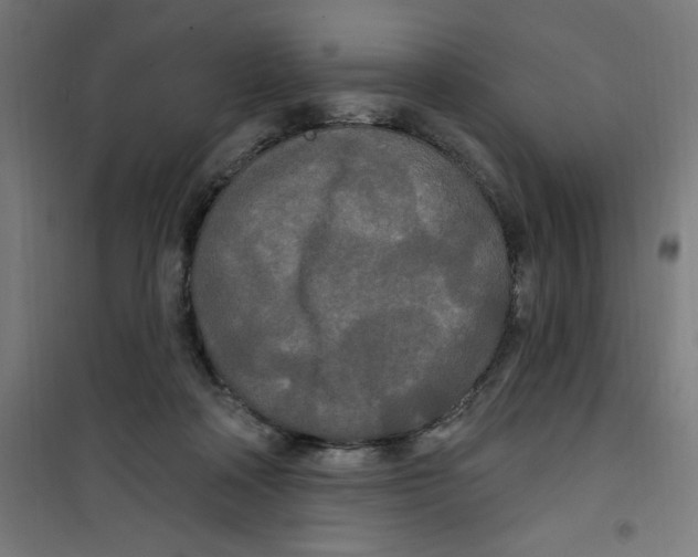 X0000100330314200807031241