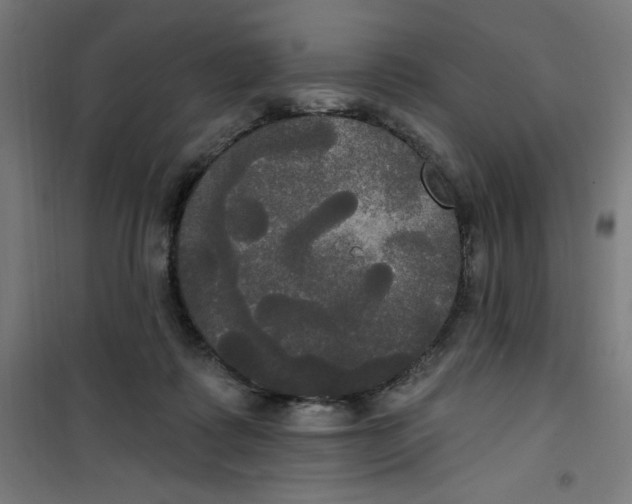 X0000100330315200807031241