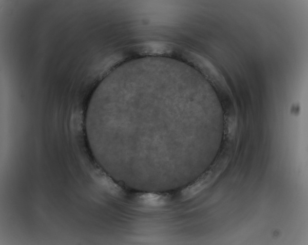 X0000100330326200807031241