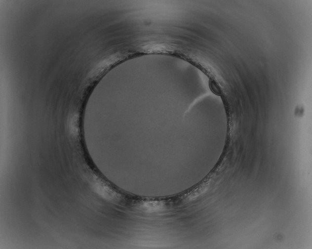 X0000100330353200807031240