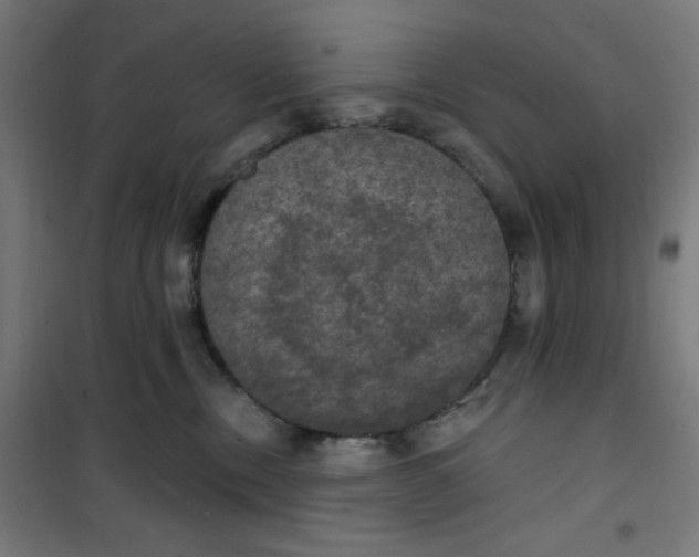 X0000100330378200807031240