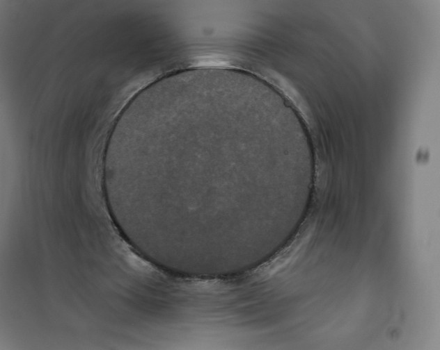 X0000100330385200807031240