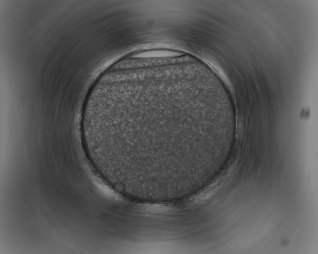 X0000100330389200807031240