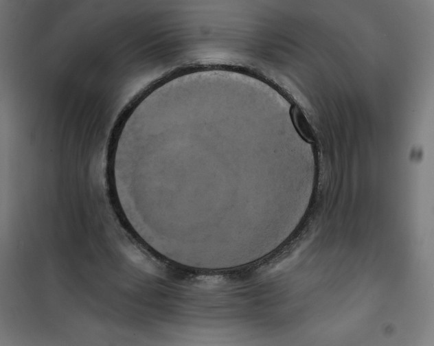 X0000100330391200807031240