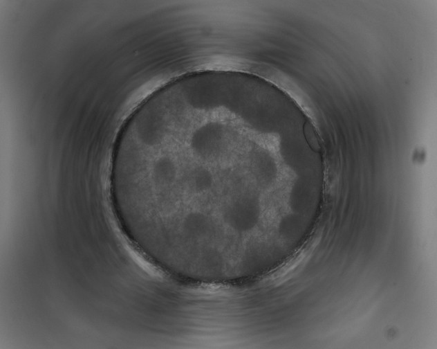 X0000100330437200807031238