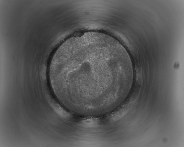 X0000100330447200807031239