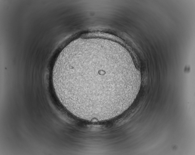 X0000100330448200807031239