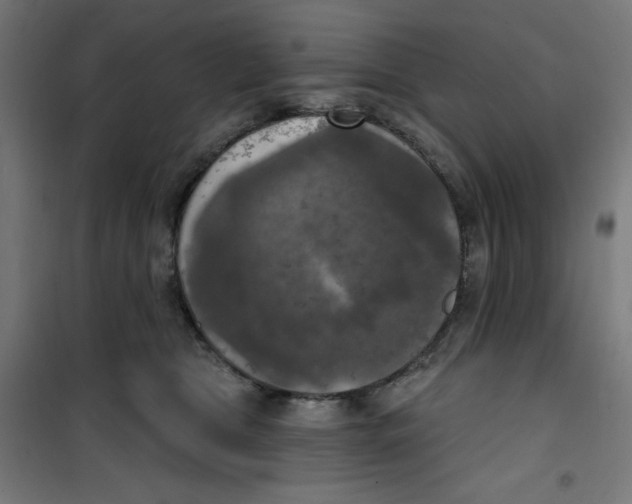 X0000100330469200807031239