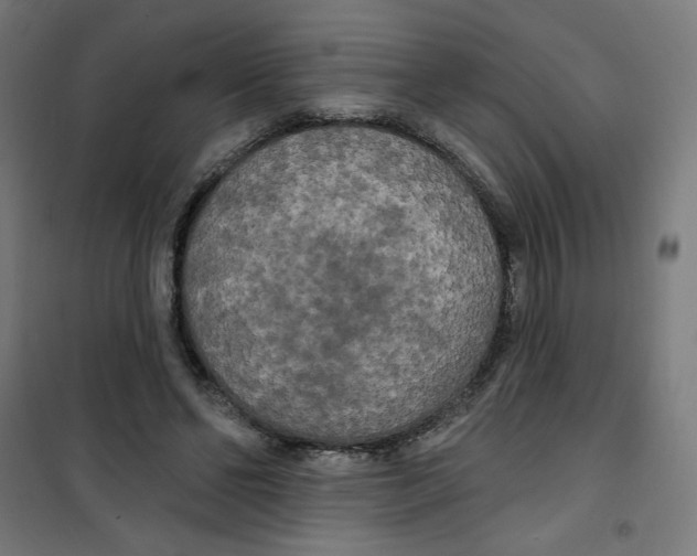 X0000100330494200807031238