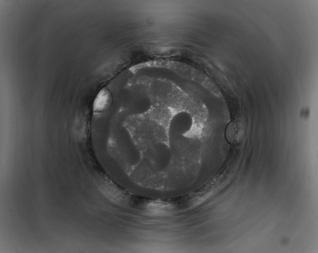 X0000100330515200807031238