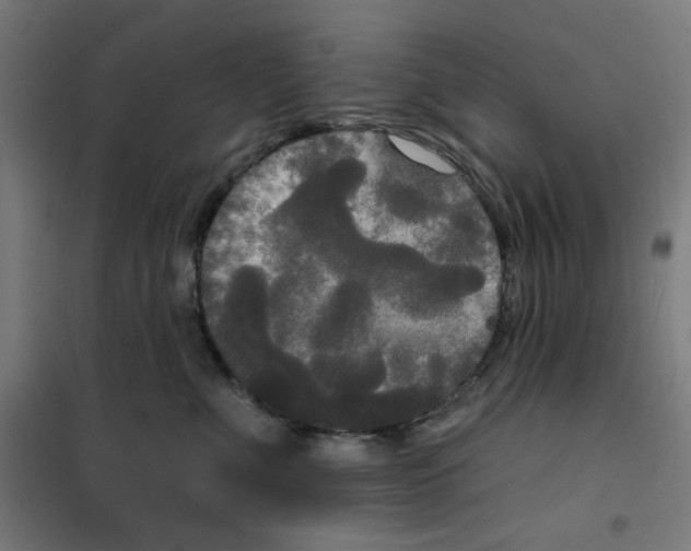 X0000100330523200807031238