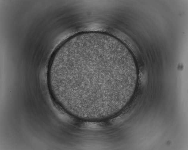 X0000100330534200807031237