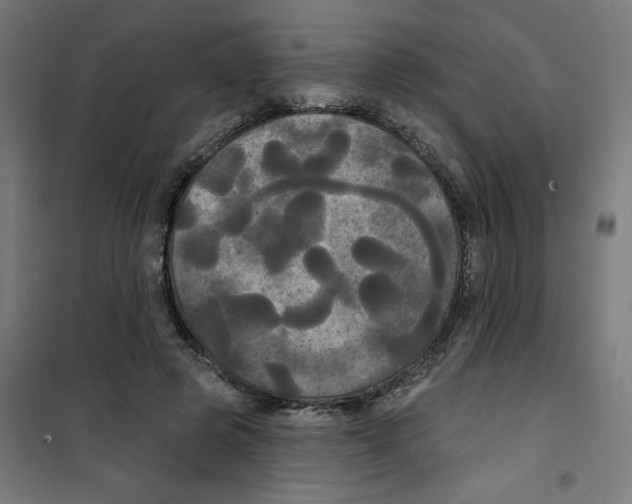 X0000100330545200807031237