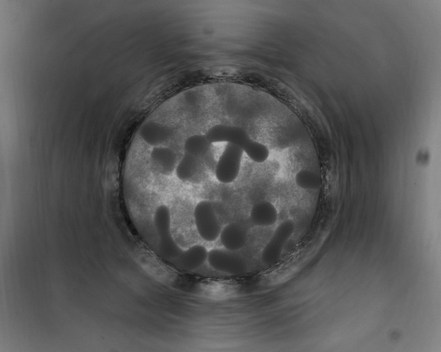 X0000100330561200807031237