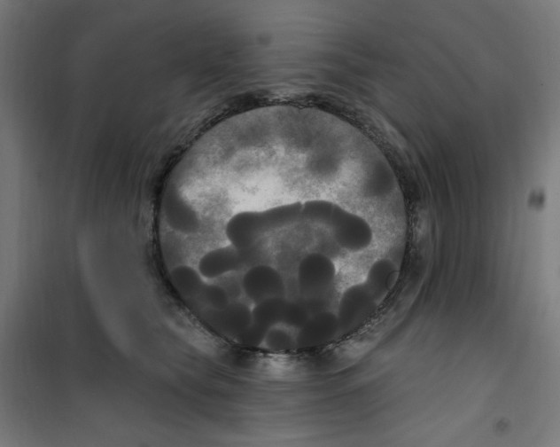 X0000100330565200807031238