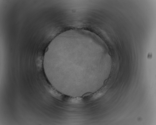 X0000100330576200807031238