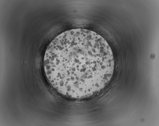 X0000100330647200807031236