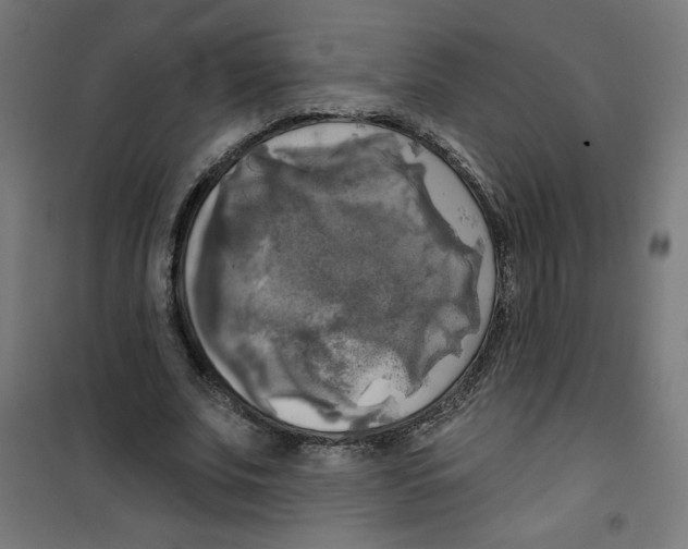 X0000100330679200807031235