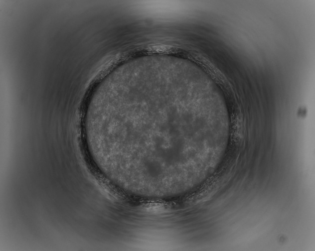 X0000100330738200807031234