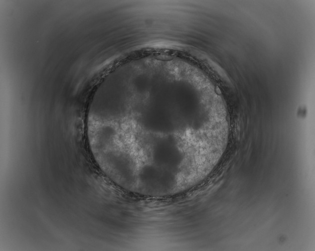 X0000100330821200807031233