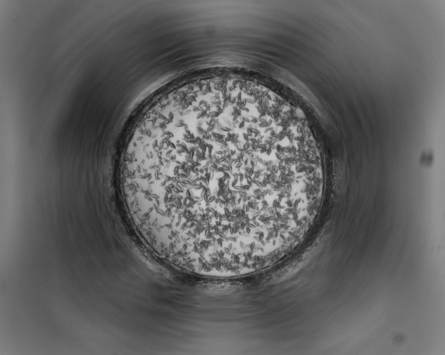 X0000100330826200807031233