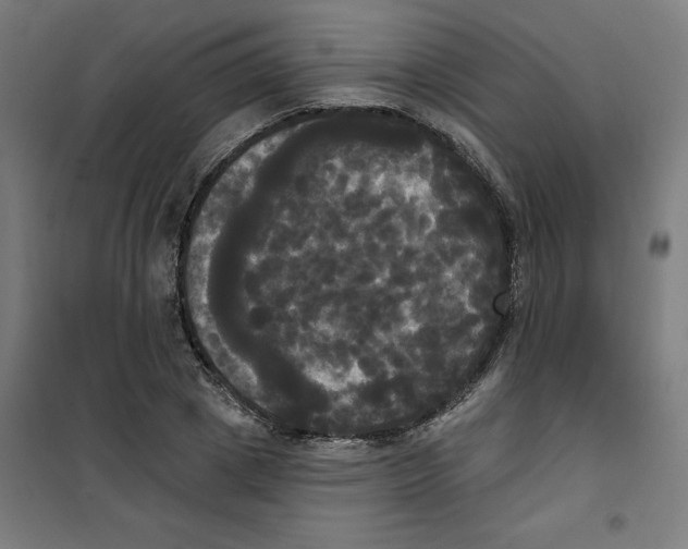 X0000100330833200807031233