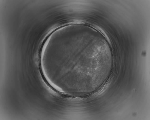 X0000100330851200807031233