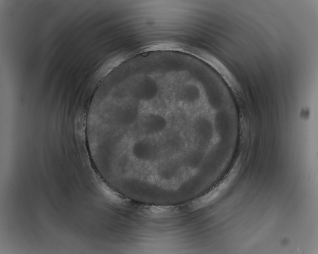 X0000100330857200807031233