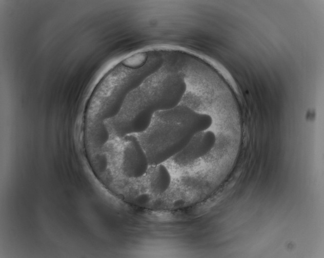 X0000100330911200807031232