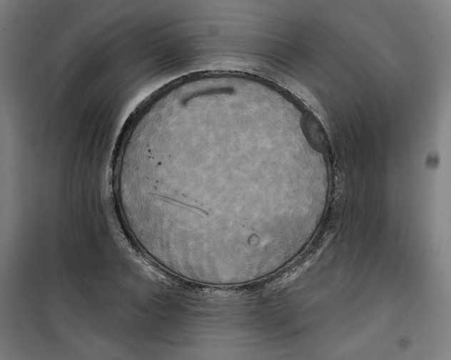 X0000100330928200807031231