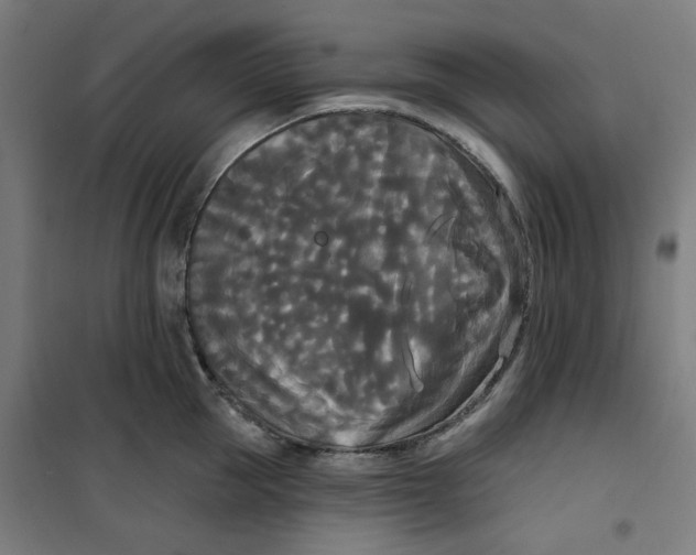 X0000100330953200807031232