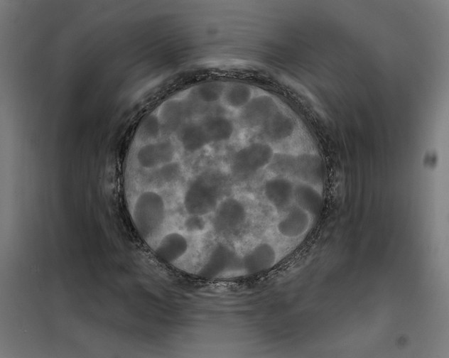 X0000100330966200807031231