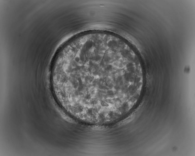 X0000100331029200807031230