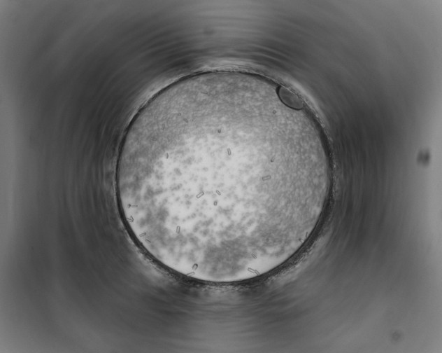 X0000100331041200807031230