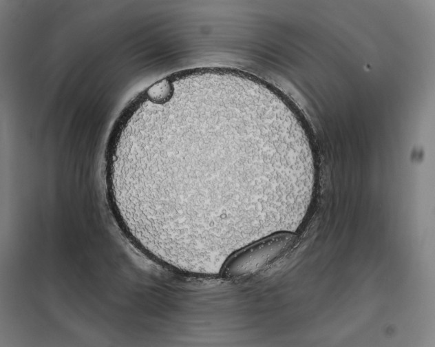 X0000100331072200807031229