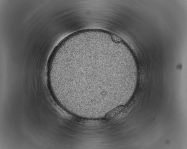 X0000100331076200807031229